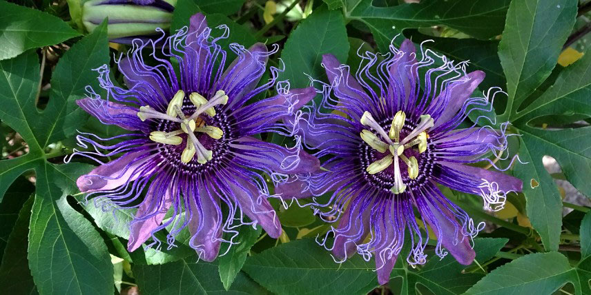 Passiflore originale à fleurs bleu violacé