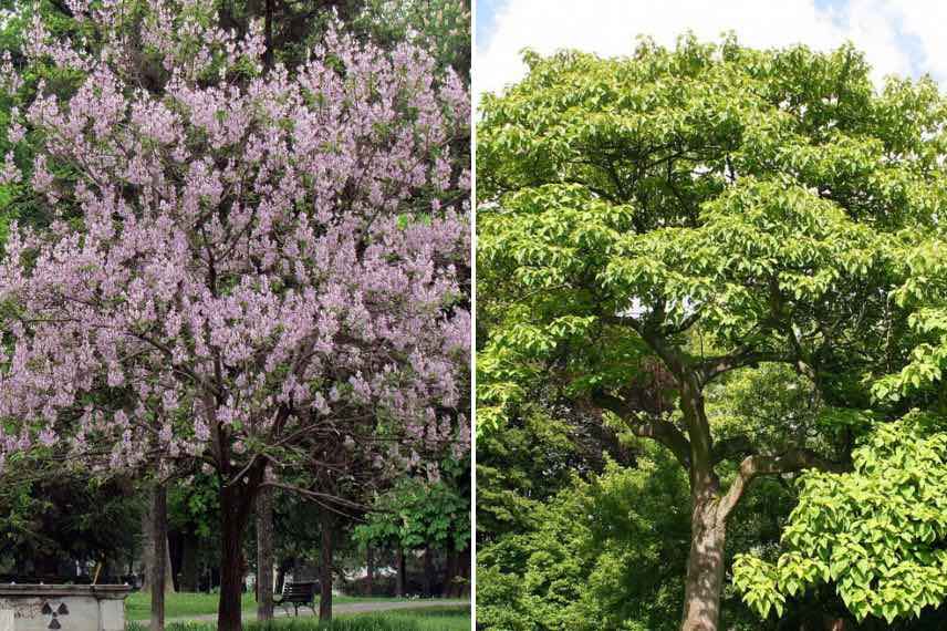 Paulownia