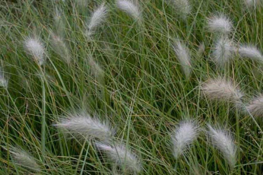 Pennisetum