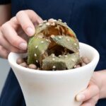 Comment rater l'entretien de vos cactus et plantes succulentes en 6 leçons