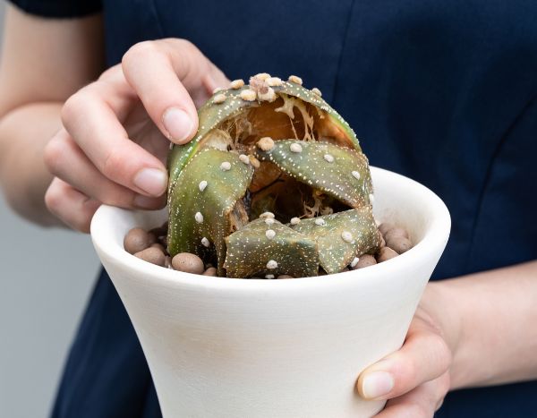 Comment rater l'entretien de vos cactus et plantes succulentes en 6 leçons