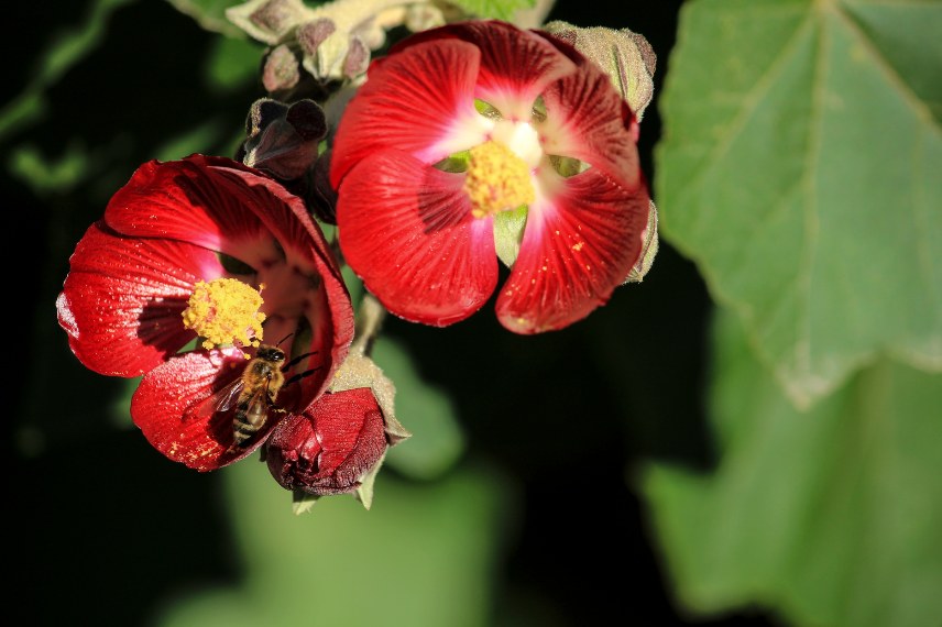 arbuste exotique fleurs hiver