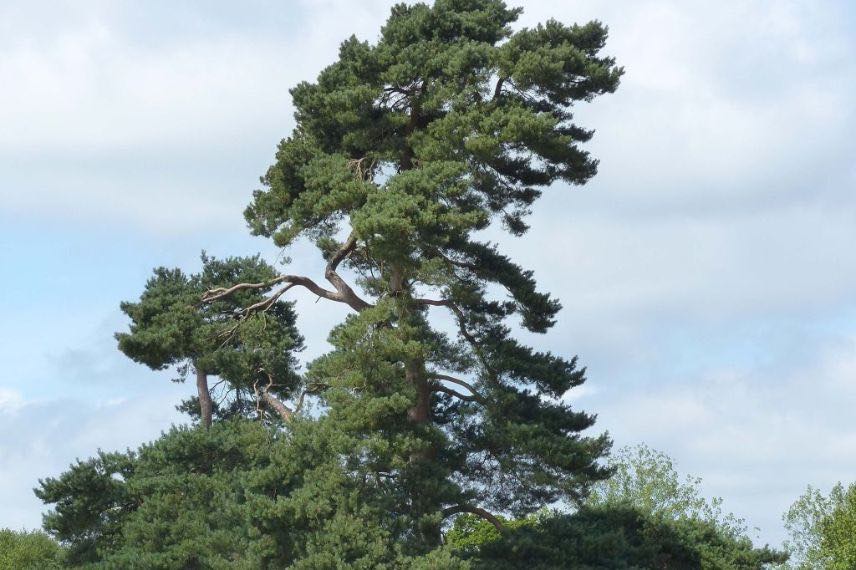 pinus sylvestris