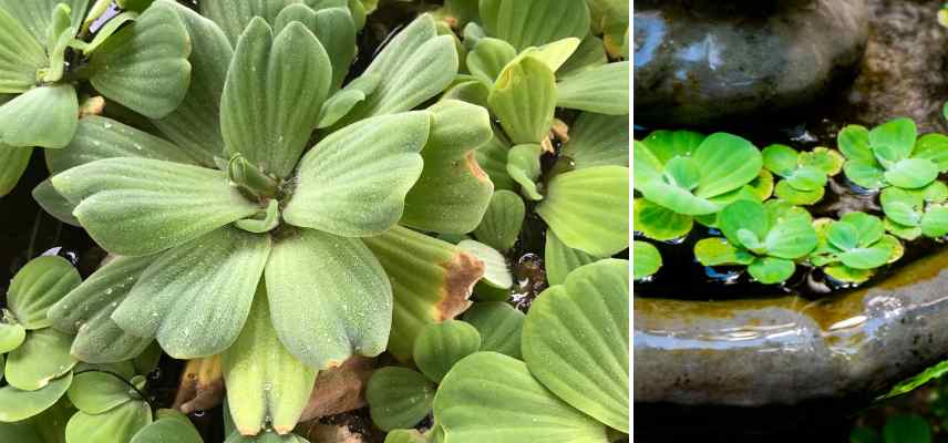 plantes aquatiques feuillage persistant