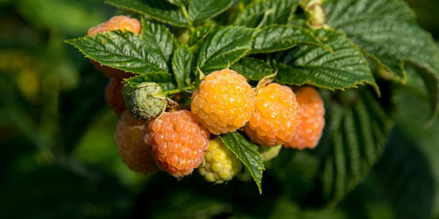 Rubus idaeus 'Fallgold'