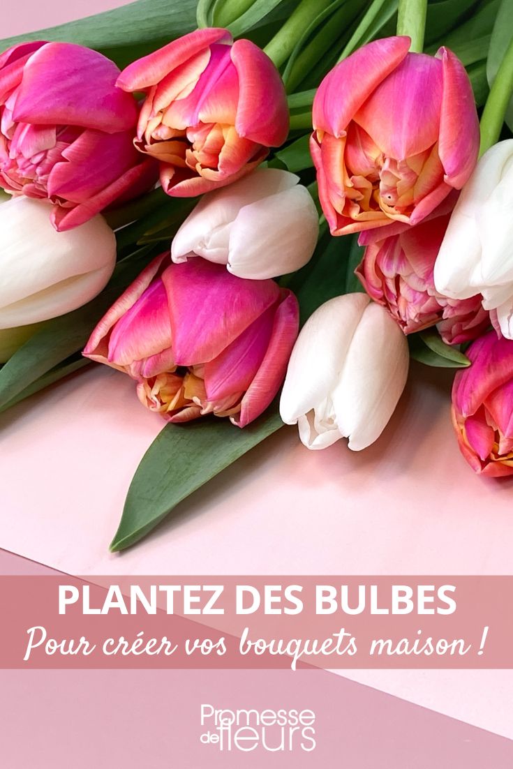 tulipes