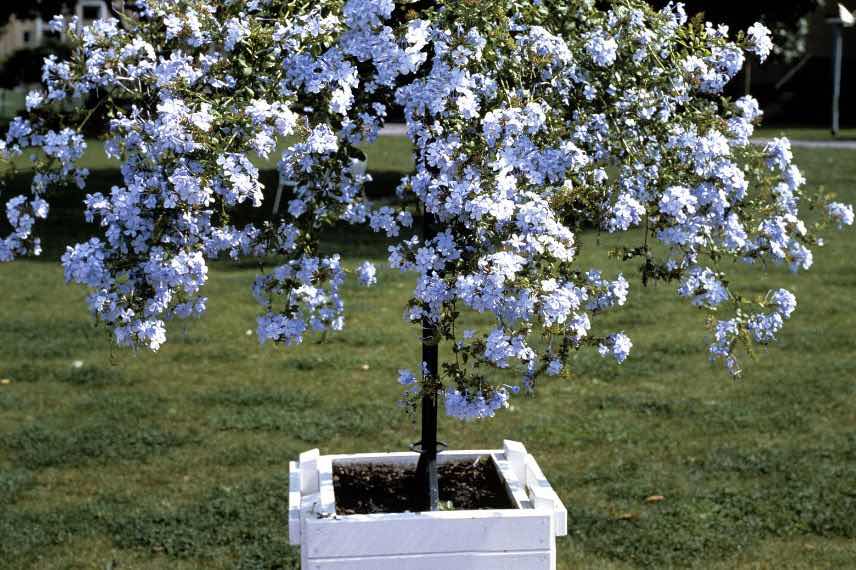 cultiver un plumbago en pot