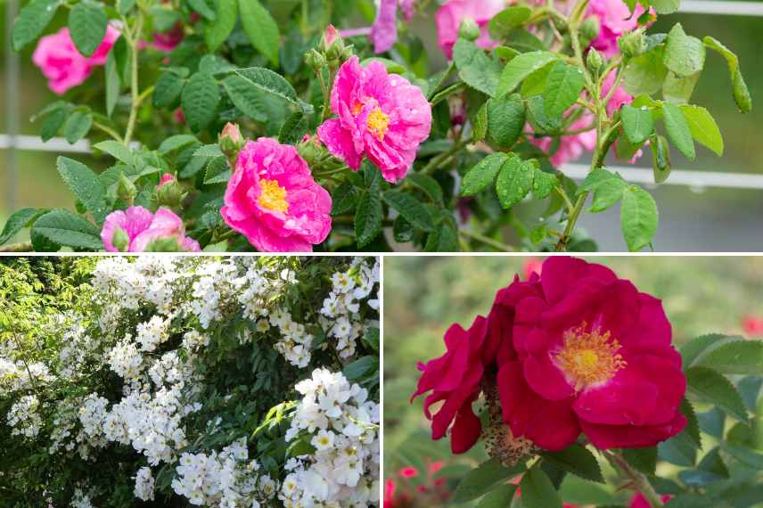 Roses sauvages parfumees, rosiers sauvage botaniques parfum