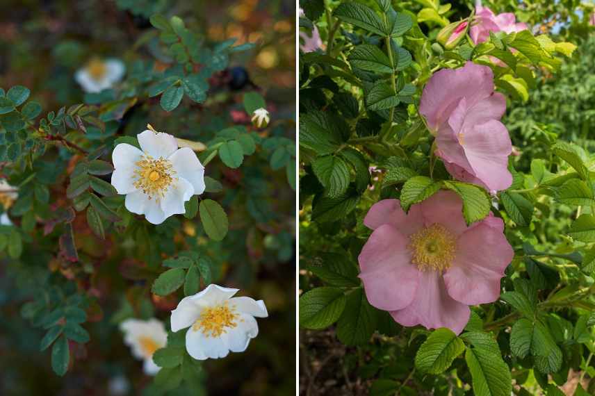 rosiers botaniques sauvages resistants