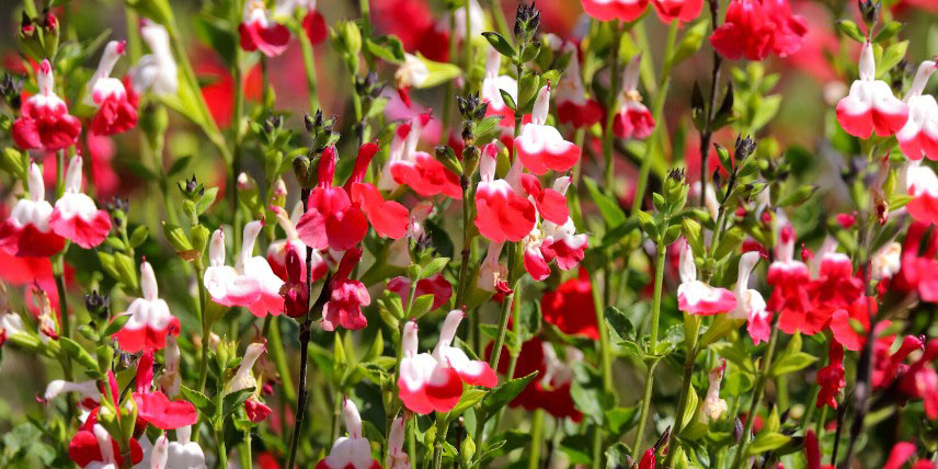 Salvia microphylla 'Hot Lips'