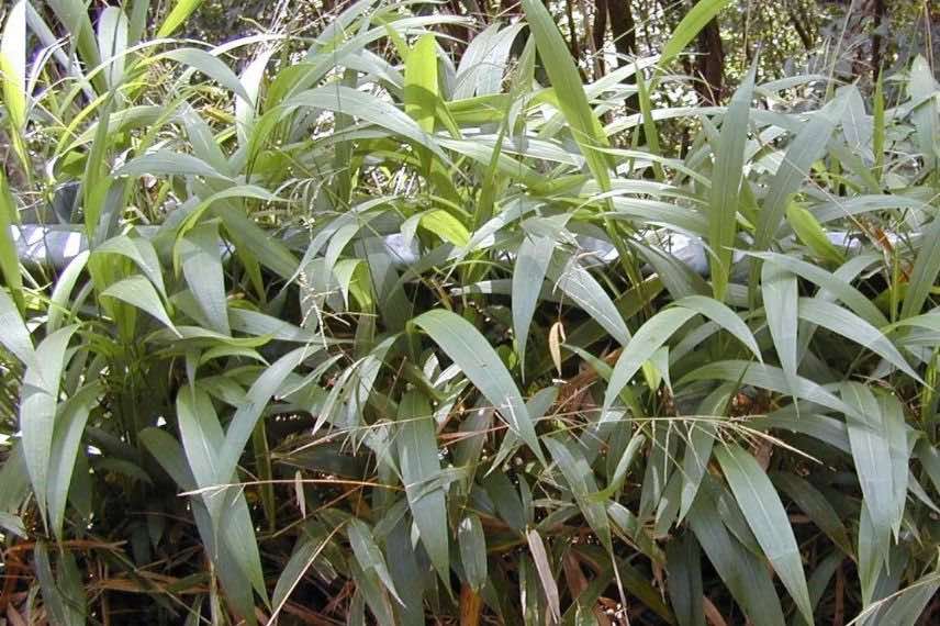 Setaria palmifolia