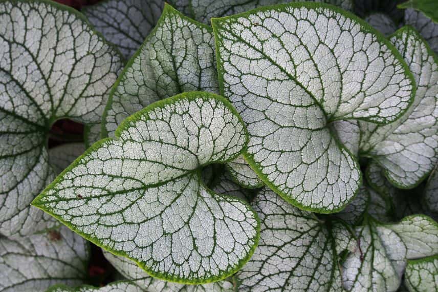 brunnera argenté