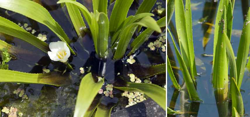 plantes aquatiques persistantes