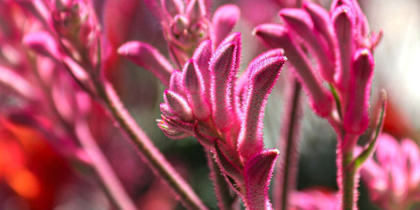 Anigozanthos à fleurs roses