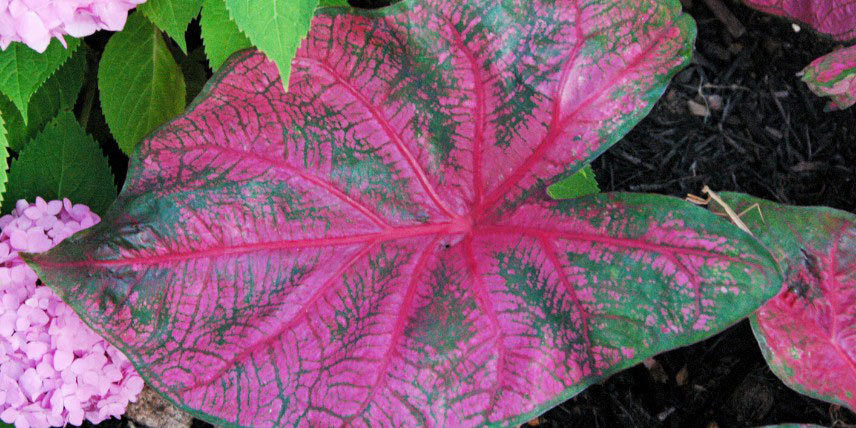 Caladium à feuilles vertes et roses