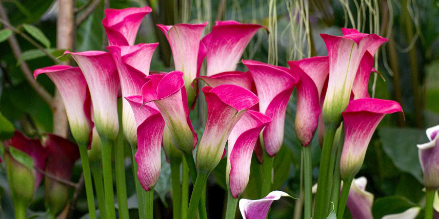 Calla, Zantedeschia à fleurs roses