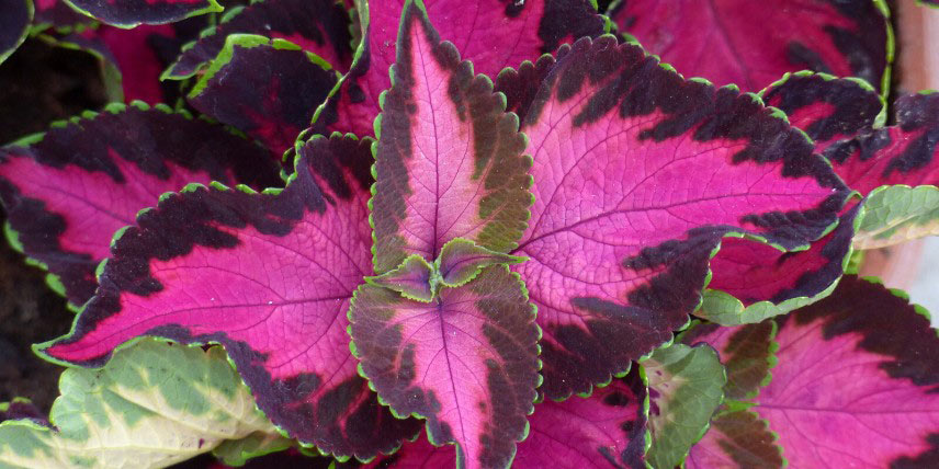 Coleus à feuilles rose vif