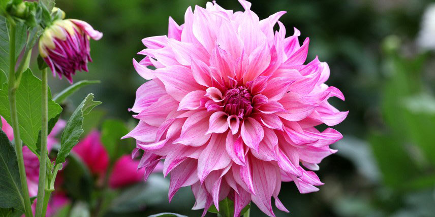 Dahlia à fleurs roses doubles