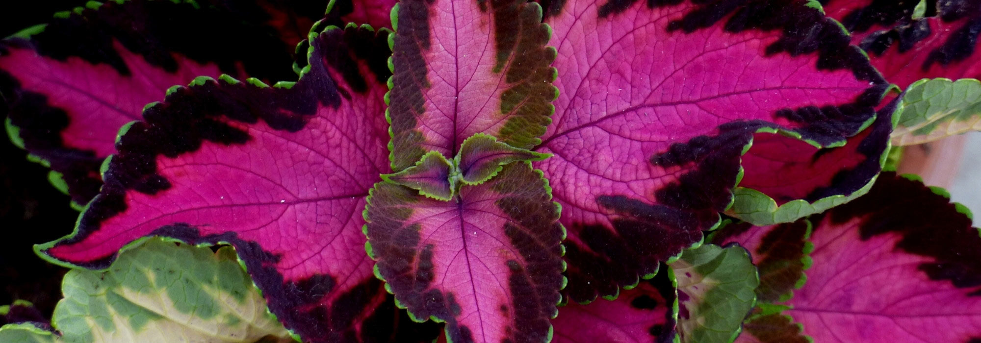 Adoptez la tendance "Barbiecore" au jardin : du rose et encore du rose !