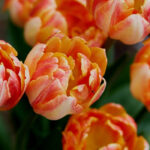 Tulipes : que faire quand elles ont fini de fleurir ?