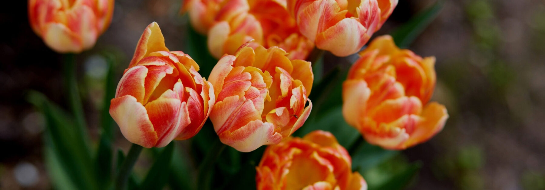 Tulipes : que faire quand elles ont fini de fleurir ?