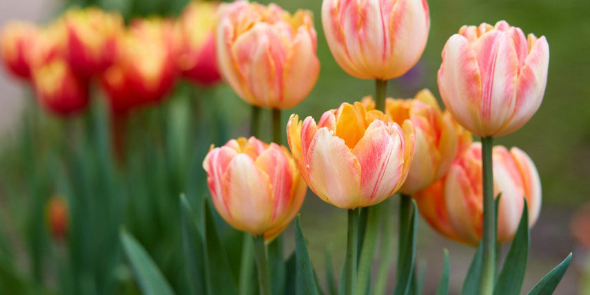 Comment entretenir les tulipes une fois la floraison terminée