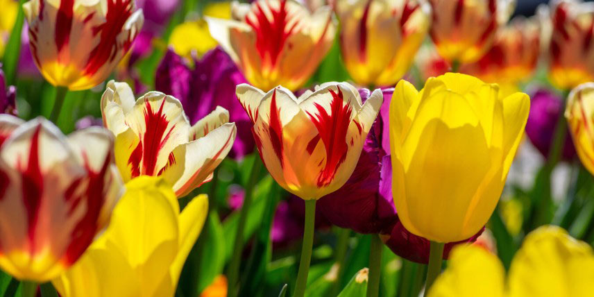 Tulipes : comment les entretenir après la floraison