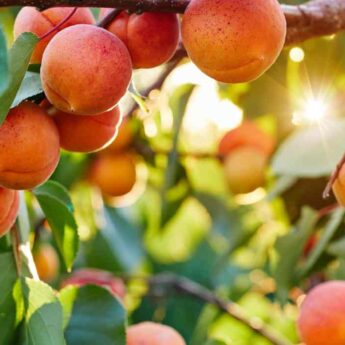comment-choisir-la-vari-t-d-abricotier-pour-votre-jardin-blog
