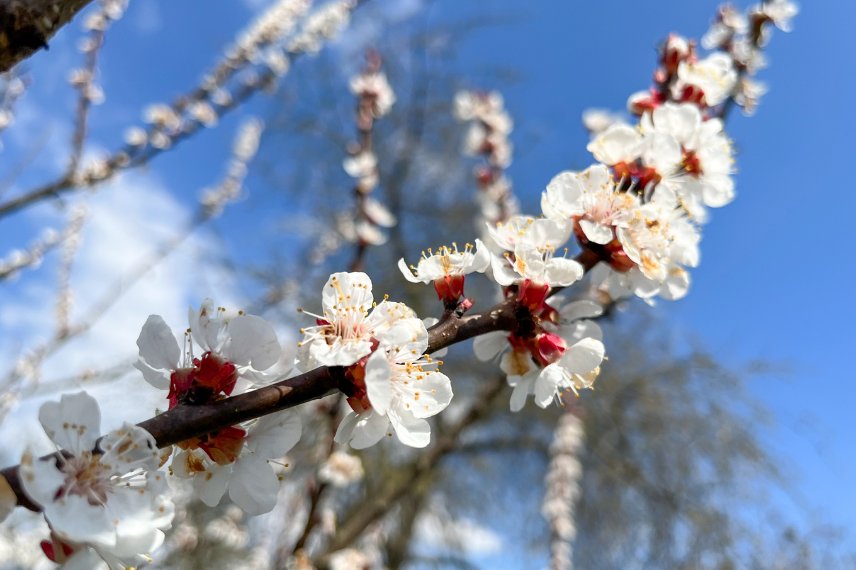 abricotier choix de variétés