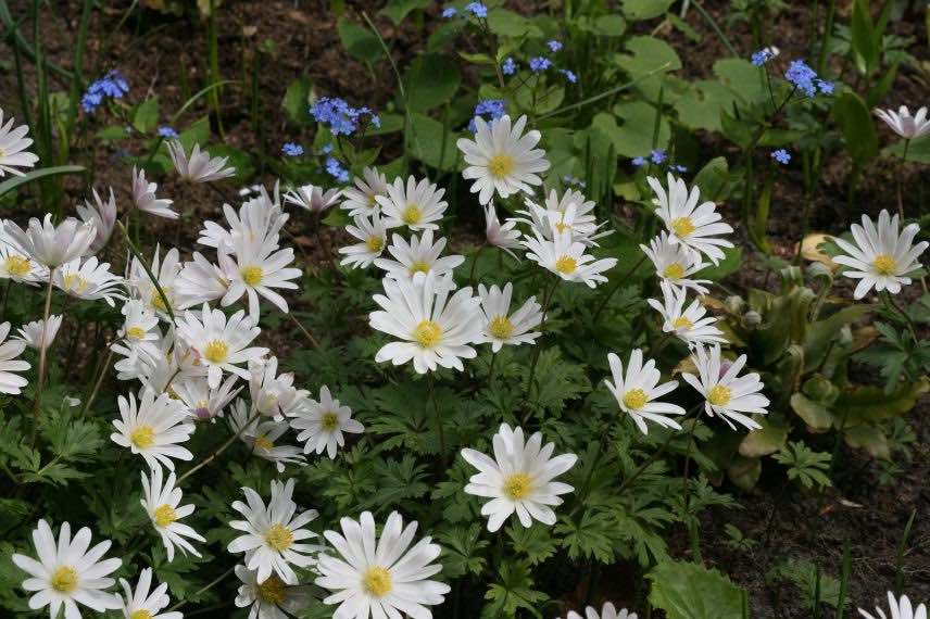 anemone blanda