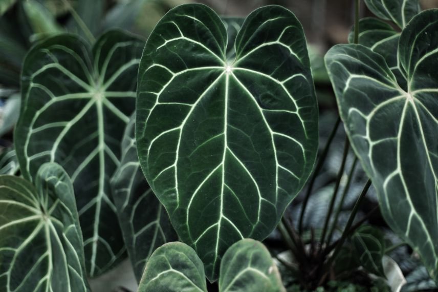 Anthurium : comment le cultiver