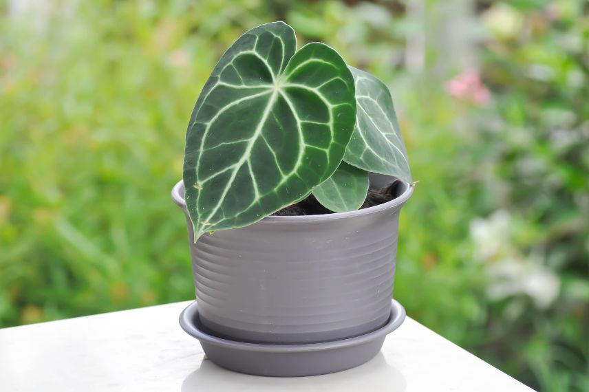 Comment planter l'Anthurium