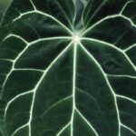 Cultiver l’Anthurium