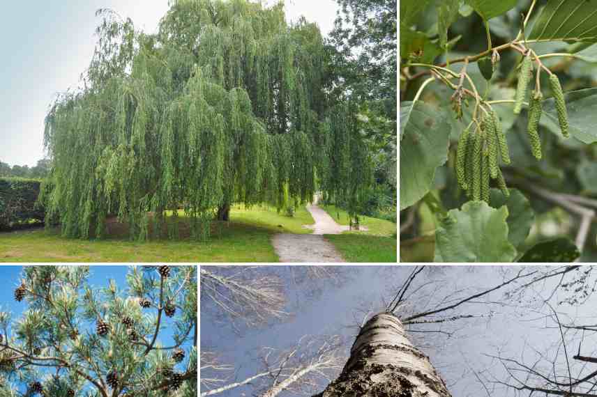 arbres pour jardin resilient