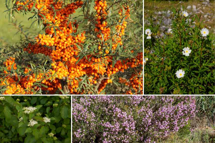 jardin resilient plantes pionnieres