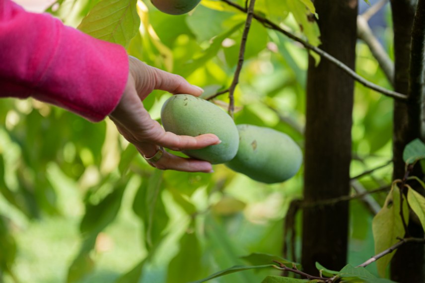 asiminier choix de variétés 