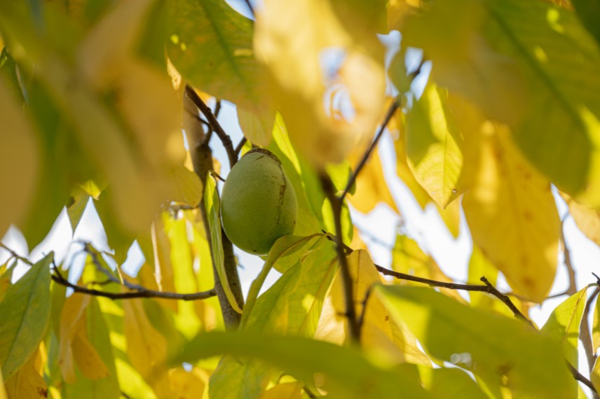 asiminier choix de variétés