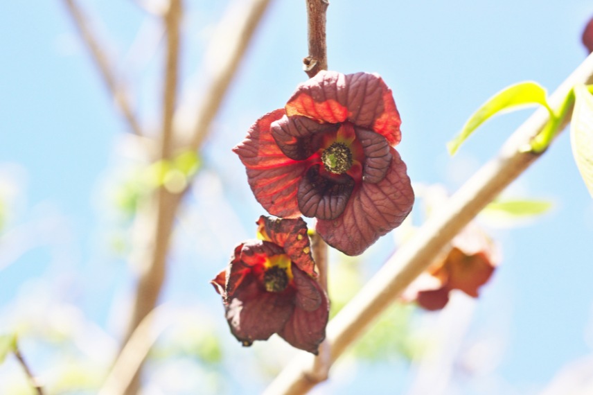 asiminier choix de variétés