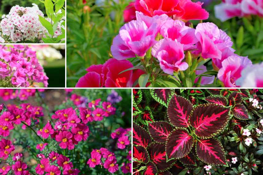 plantes annuelles pour balcon pas cher 