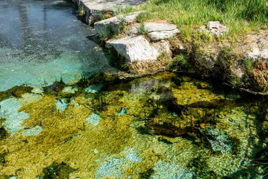 intéret plantes oxygenantes dans bassin mare