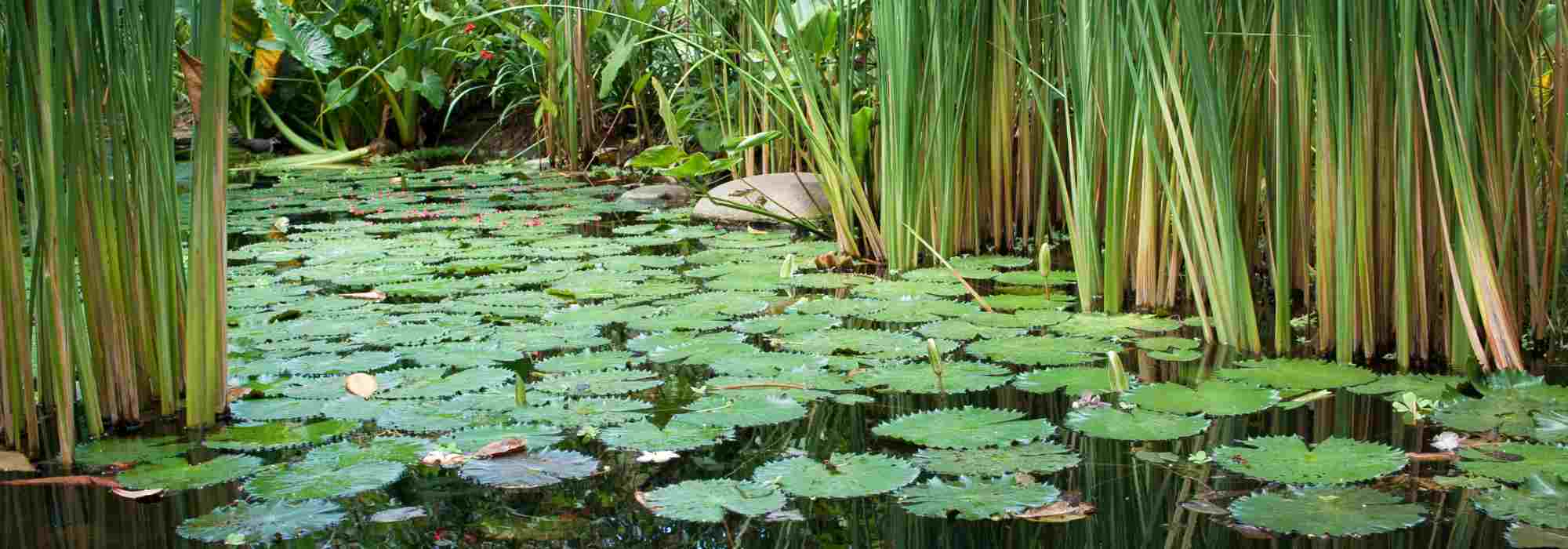 Secret d'un bassin parfait : maîtriser l'équilibre de l'eau