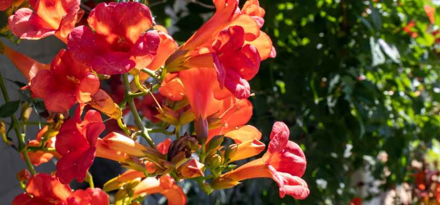 bonnes conditions de floraison pour la bignone