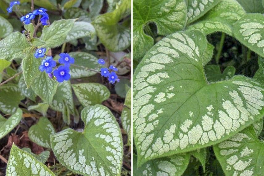 brunnera argenté