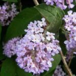 Les Buddleias botaniques : des arbustes à découvrir !