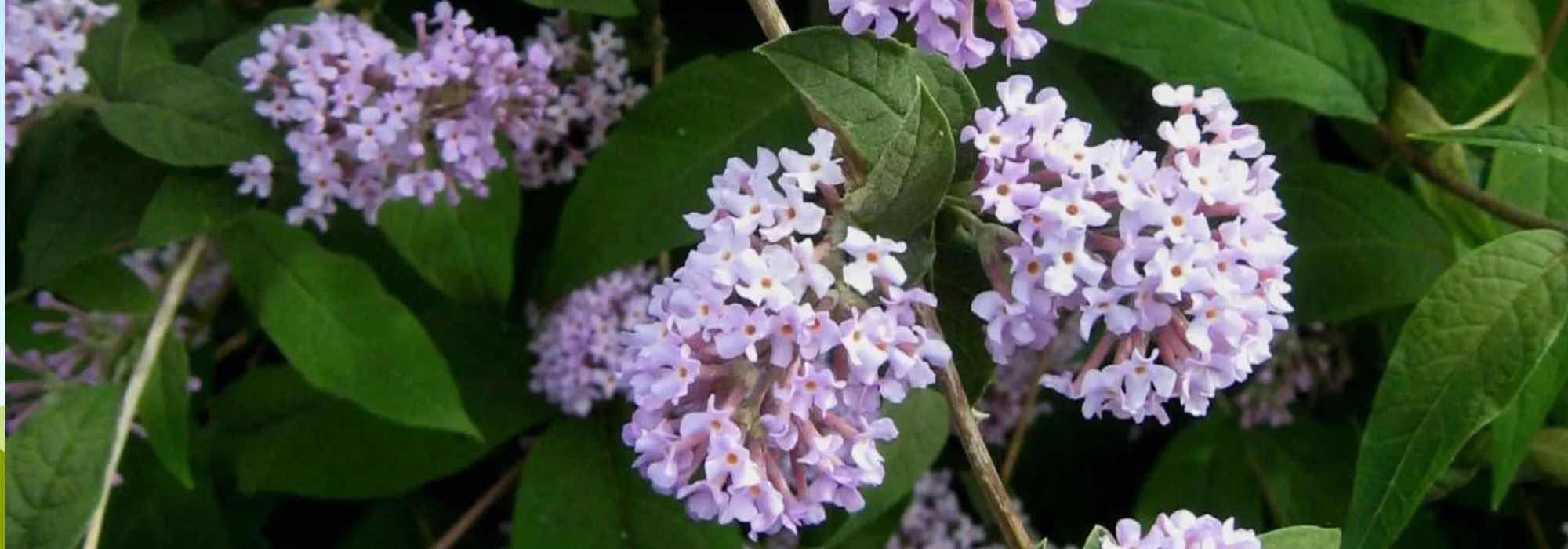 Les Buddleias botaniques : des arbustes à découvrir !