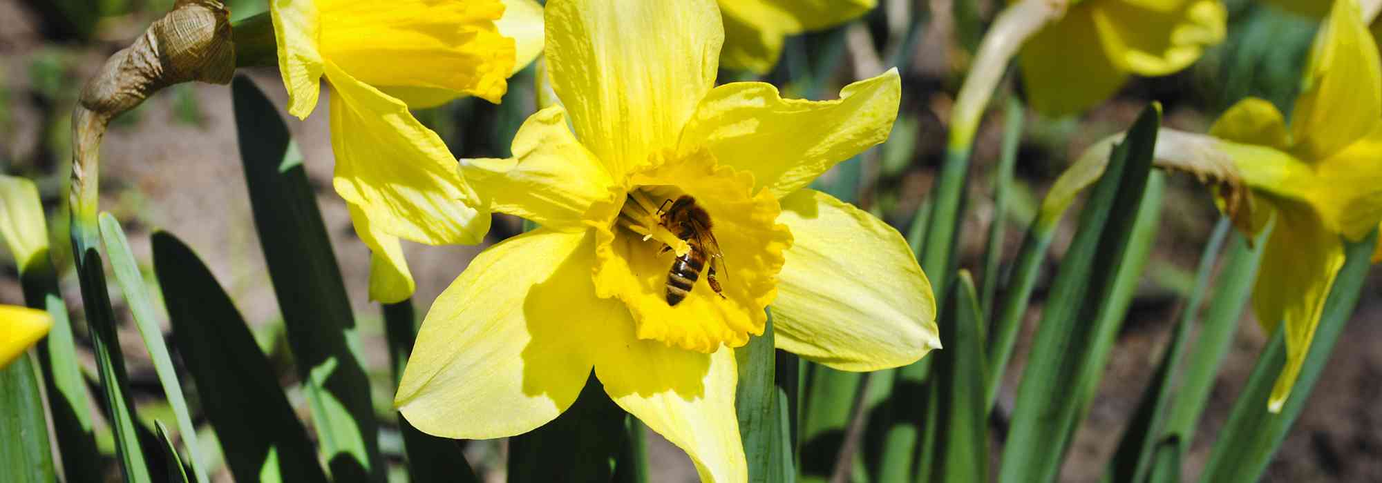 Bulbes de printemps : les pollinisateurs les adorent !