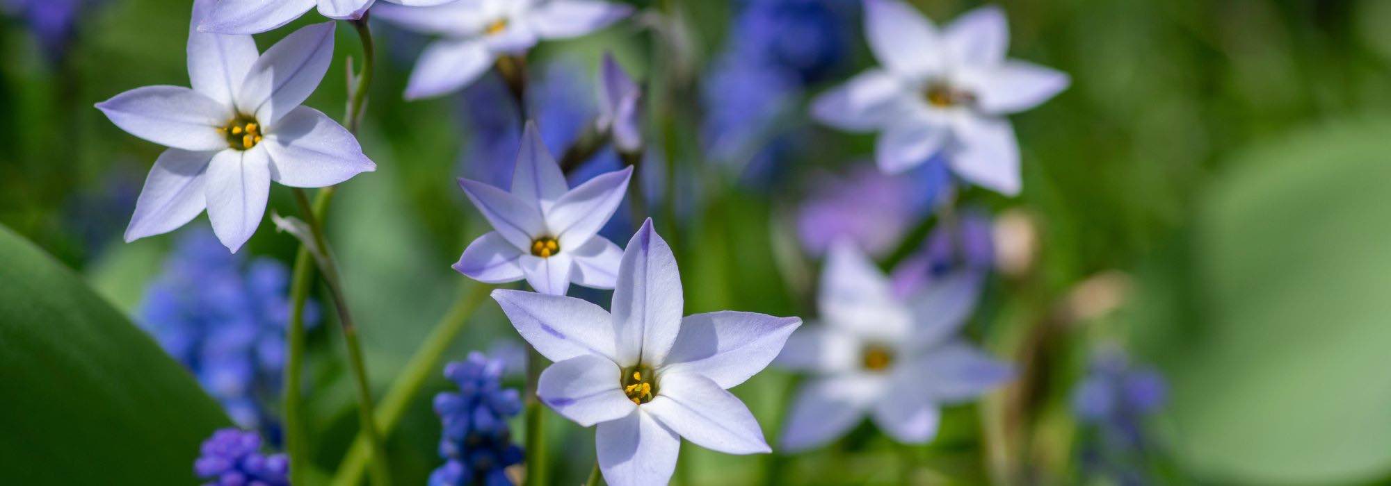 Bulbes de printemps faciles à naturaliser : laissez la nature faire le travail !