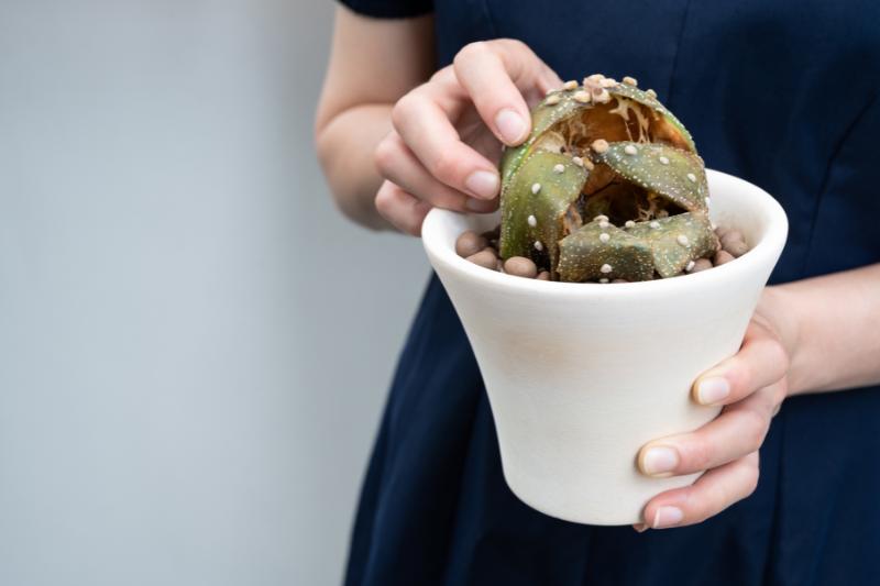 Un chocolat un peu particulier - L'Arbre aux Clochettes