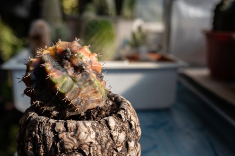 Cactus Fleuri en Pot - Coloris au Choix - Jour de Fête - Décoration Florale  - Décoration de table
