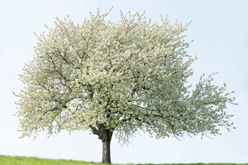 cerisier sans fruits
